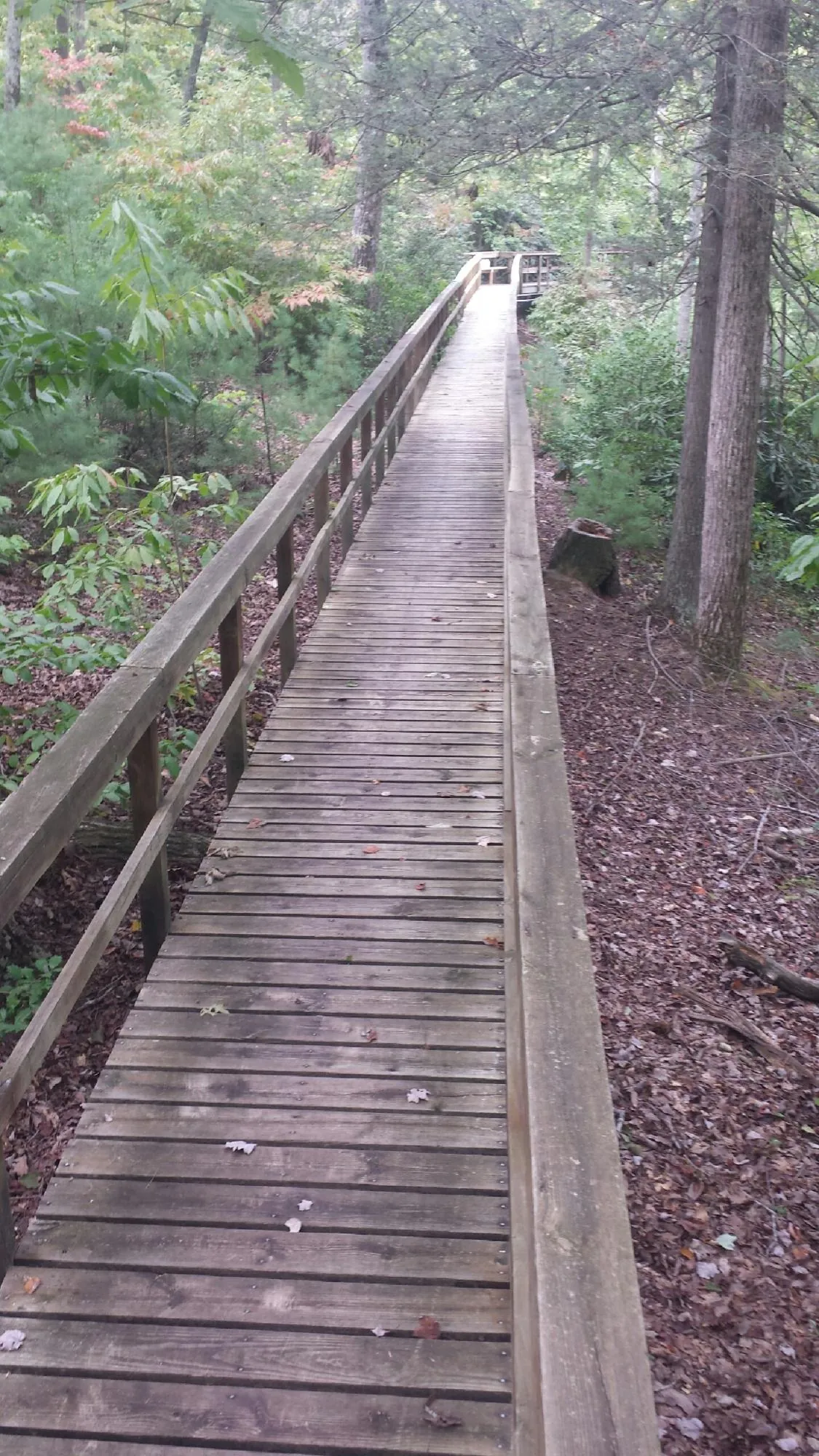 Long wood walkway with handrails built through the woods in Mantua